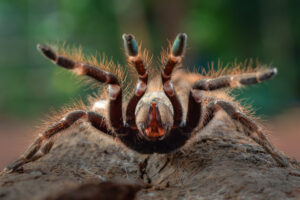 de-ce-sunt-tarantulele-atat-de-paroase?