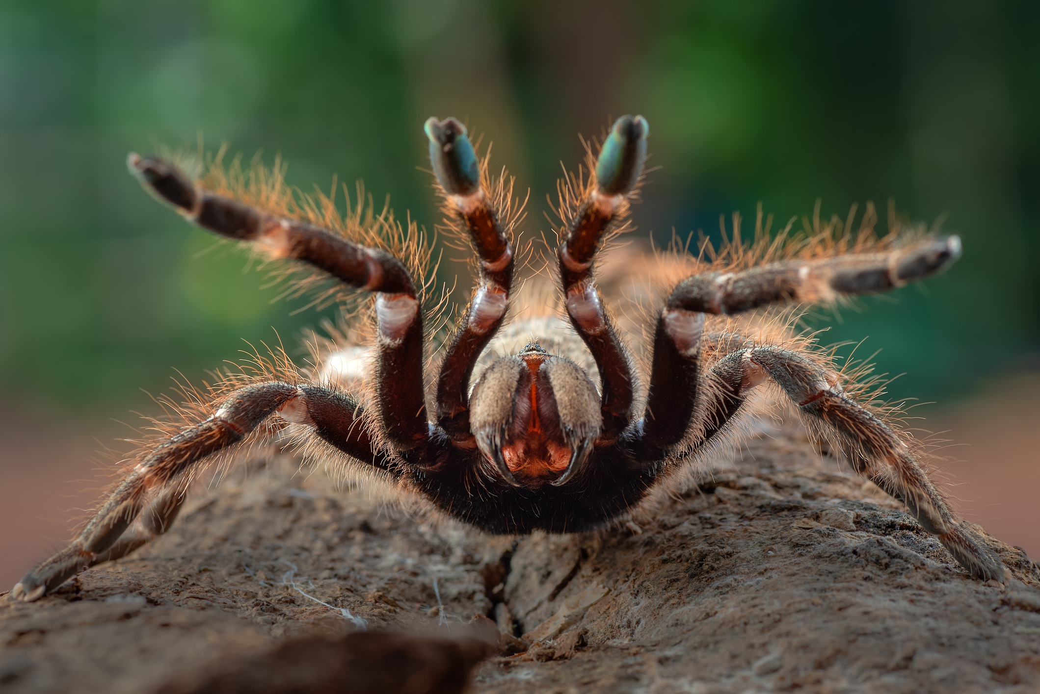 de-ce-sunt-tarantulele-atat-de-paroase?
