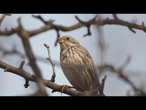 Presura sura  Miliaria calandra Ordinul Passeriformes Familia Emberizidae