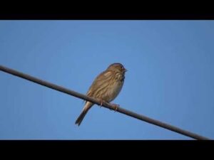 Presura sura – Miliaria calandra – Corn bunting