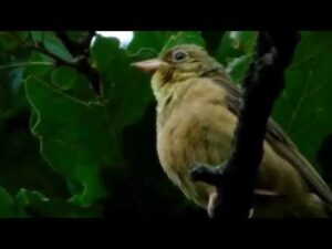 Presura de gradina, Emberiza hortulana