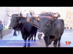 C R  de Carreteros en Presura 2021. Soria