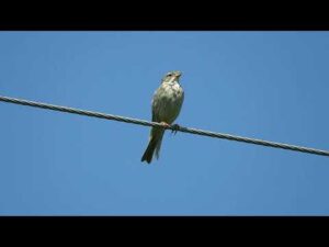 Olympus E MKII – Presura sură  Miliaria calandra