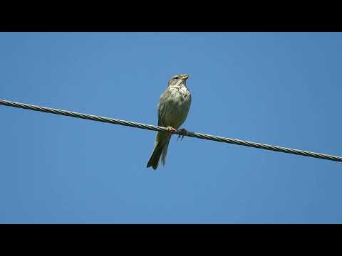 Olympus E MKII – Presura sură  Miliaria calandra