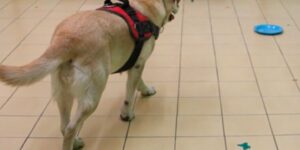 studiu:-cainii-„mai-destepti”-gandesc-mai-mult-ca-oamenii-pentru-a-si-depasi-partinirile