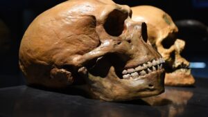 neanderthalienii-si-homo-sapiens-sunt-aceleasi-specii?