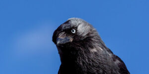 corvidii-par-sa-se-ocupe-de-amintirile-temporare-asa-cum-o-facem-noi