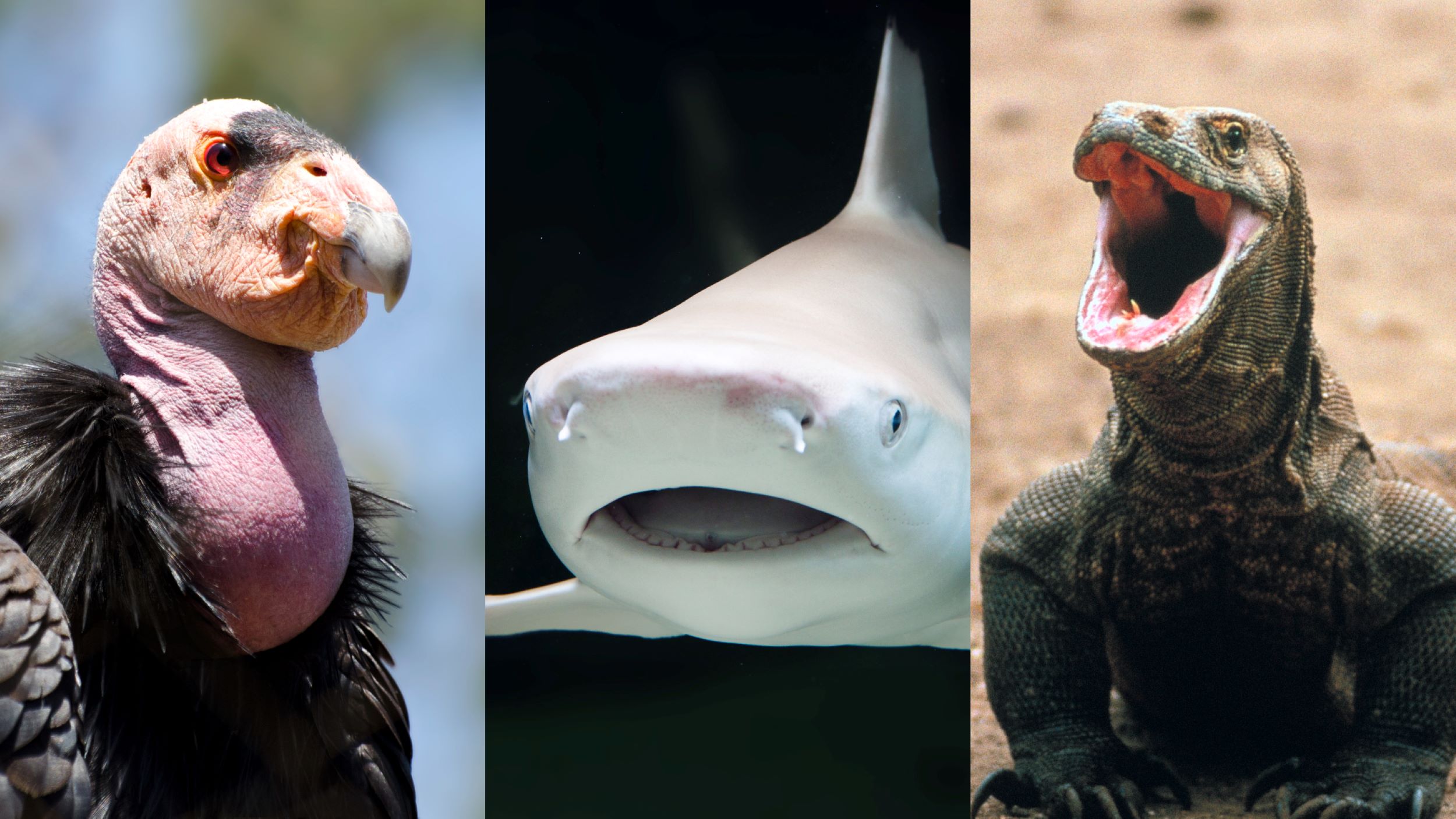 8-animale-care-au-nastere-virgina