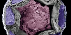 ajungeti-la-fundul-modului-in-care-gandacii-rosii-de-faina-absorb-apa-prin-fundul-lor