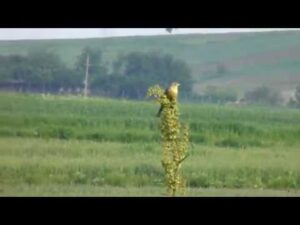 Presura de gradina cantand, Ortolan Bunting singing