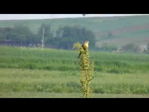 Presura de gradina cantand, Ortolan Bunting singing