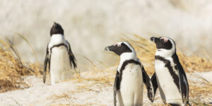 salvarea-pinguinului-african-de-schimbarile-climatice-si-pescuitul-excesiv