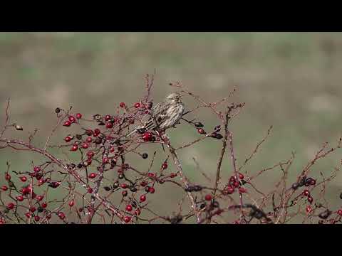 Olympus EM1 MK2  Presura sură – Miliaria calandra –