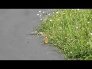 Presura cu cap negru , Emberiza melanocephala – Black-headed Bunting