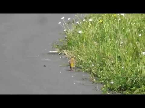 Presura cu cap negru , Emberiza melanocephala – Black-headed Bunting