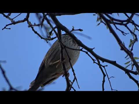 presura sură- Emberiza calandra