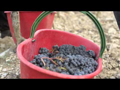 VENDEMMIA IN DIRETTA PUNTATA 16  FATTORIA TORRACCIA DI  PRESURA