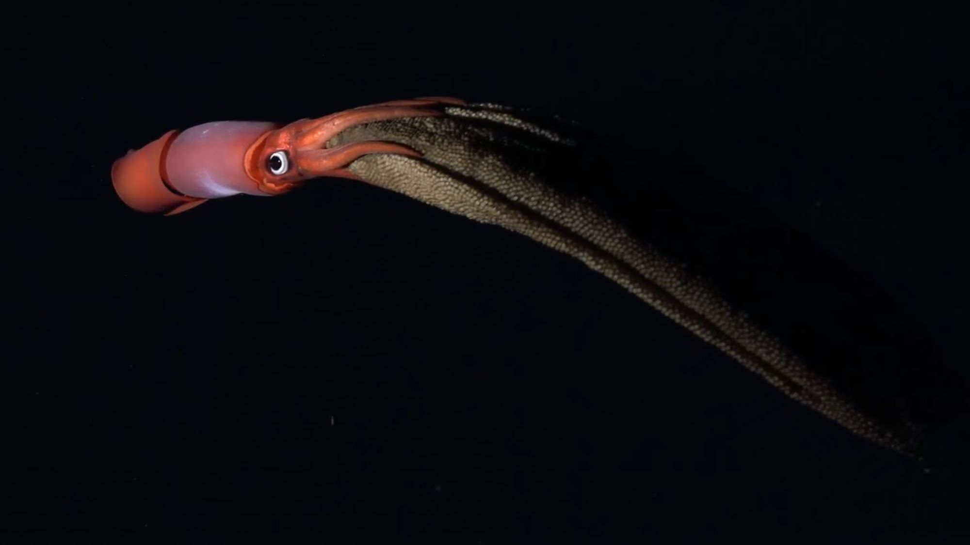 calamar-cu-ochi-negri-tarand-mii-de-oua-ca-pe-o-pelerina-filmata-in-largul-costa-rica