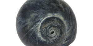mare-schimbare-evolutiva-legata-de-o-multime-de-mici-diferente