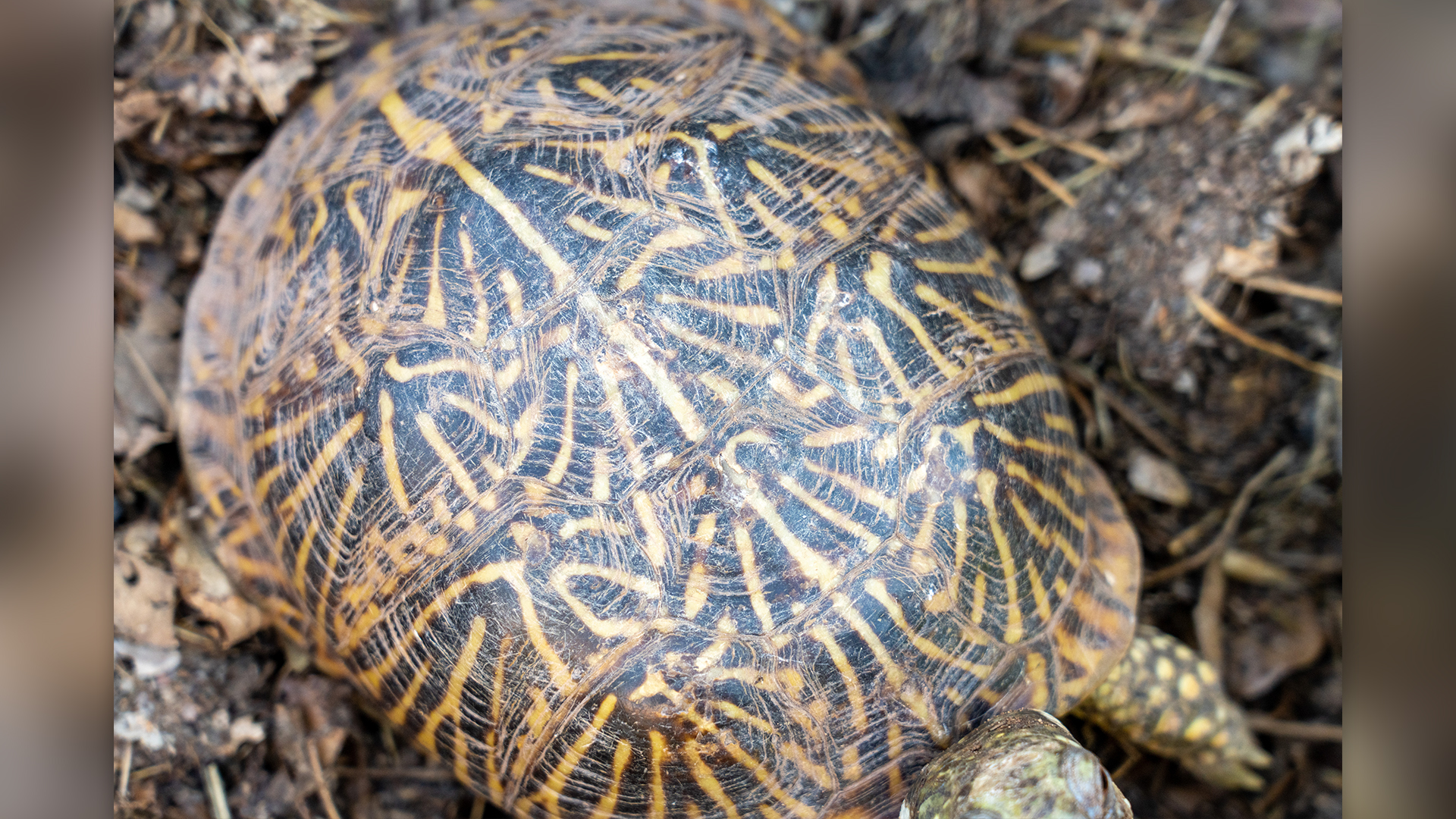 cum-si-au-evoluat-10-animale-caracteristicile-emblematice