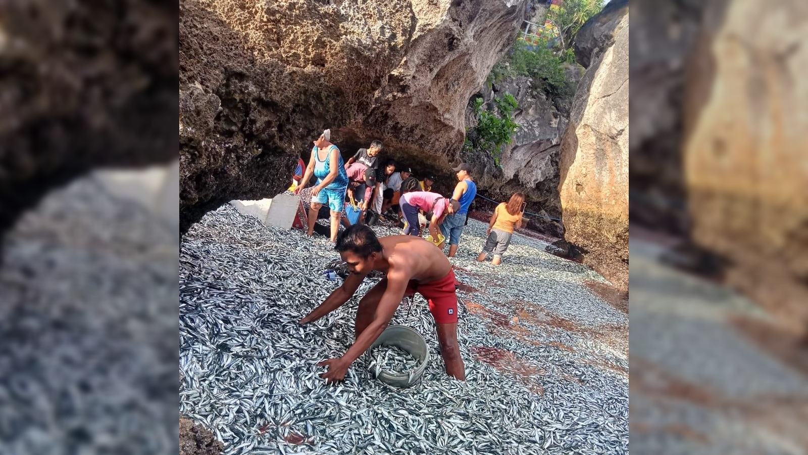 milioane-de-pesti-coboara-pe-plajele-din-filipine-in-fotografii-si-videoclipuri-bizare