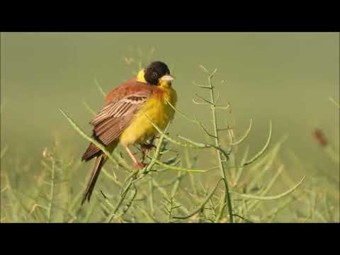 Presura cu cap negru cantand, Emberiza melanocephala singing