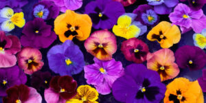 cu-mai-putini-polenizatori,-plantele-reduc-productia-de-nectar
