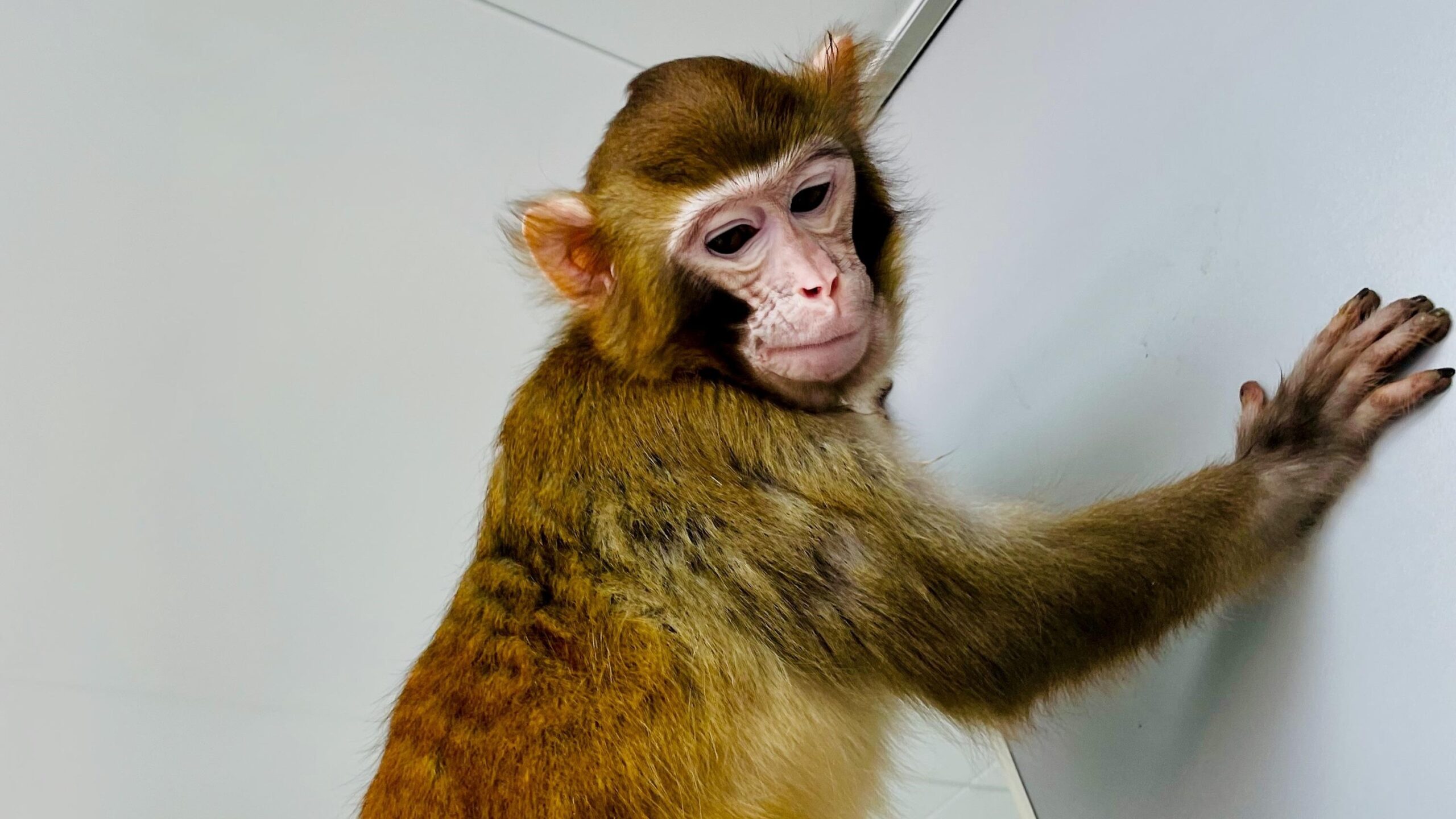 faceti-cunostinta-cu-„retro”:-prima-maimuta-rhesus-clonata-care-a-supravietuit-mai-mult-de-o-zi