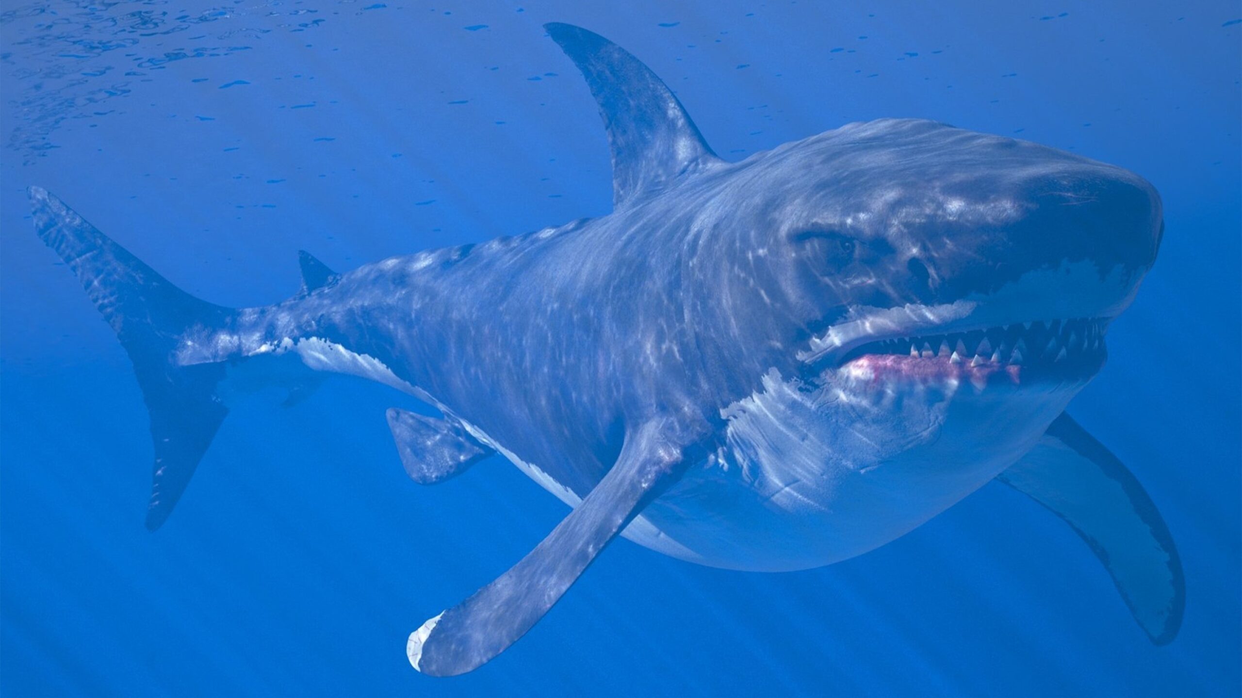un-studiu-controversat-sustine-ca-megalodonul-nu-arata-ca-un-mare-rechin-alb-urias-de-50-de-picioare