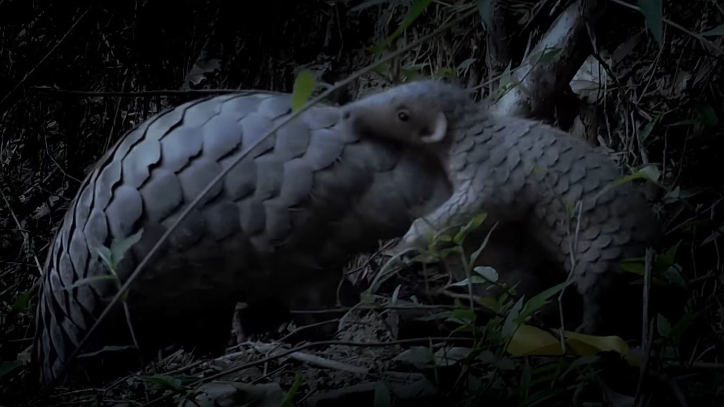 ritual-de-curte-cu-pangolin-si-nasterea-unui-„pangopup”-surprins-in-imagini-incredibile-si-rare
