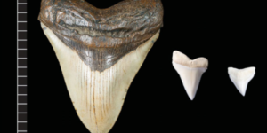 megalodonul-nu-era-la-fel-de-ciufulit-ca-un-mare-rechin-alb,-spun-expertii