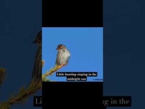 Revised version. Little Bunting singing in the Midnight sun. #shorts #littlebunting Subscribe🙏😊
