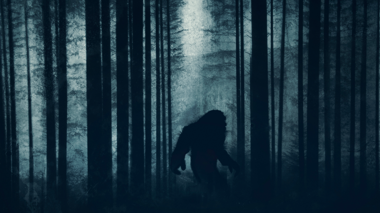 picior-mare?-sasquatch?-nu,-probabil-ca-este-doar-un-urs-negru,-daca-nu-locuiesti-in-florida