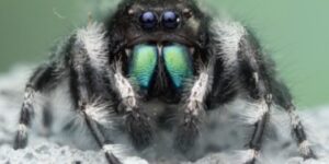 in-interiorul-realizarii-serialei-documentare-a-real-bug's-life-de-la-national-geographic