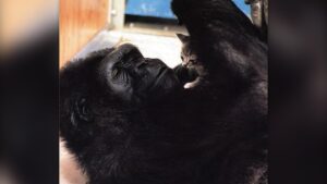 exista-animale-care-pastreaza-animale-de-companie-ca-oamenii?