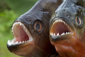 cat-de-repede-pot-piranhai-sa-manance-un-caine?