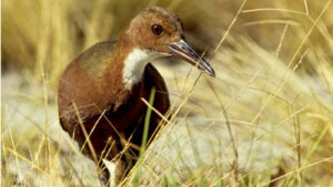 sina-aldabra:-pasarea-care-s-a-intors-din-morti-evoluand-de-doua-ori