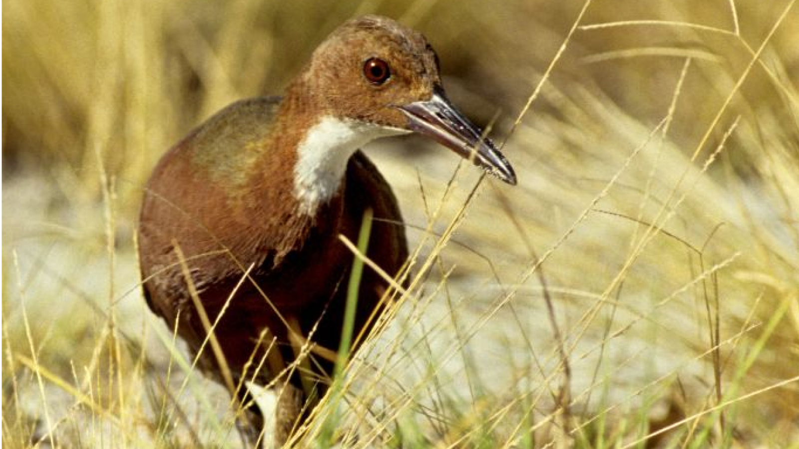 sina-aldabra:-pasarea-care-s-a-intors-din-morti-evoluand-de-doua-ori