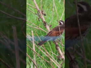 クイズ:ツグミの前を通り過ぎたこの鳥はなんでしょう？