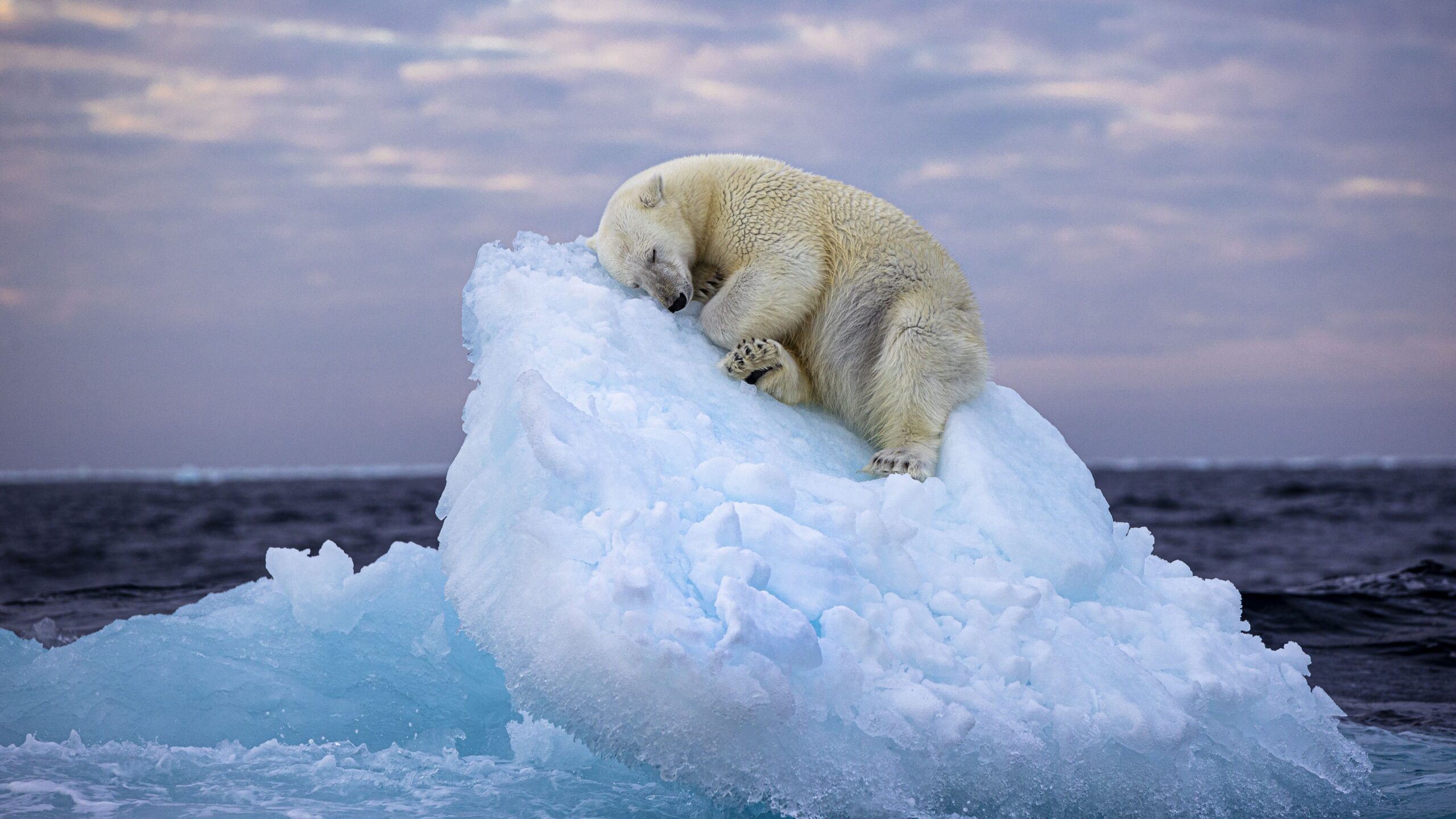 ursul-polar-dormind-pe-un-aisberg-minuscul-plutind-in-marea-arctica,-surprins-intr-o-fotografie-sfasietoare