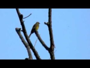 Presura barboasa – Emberiza cirlus (singing)