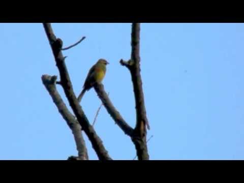 Presura barboasa – Emberiza cirlus (singing)
