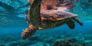 jumatate-dintre-speciile-migratoare-se-confrunta-cu-disparitia-din-cauza-activitatilor-umane