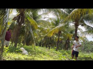 BRUTINHO ENTRA EM PLANTAÇÃO DE COCO E O DONO PEGA REV0LV€R