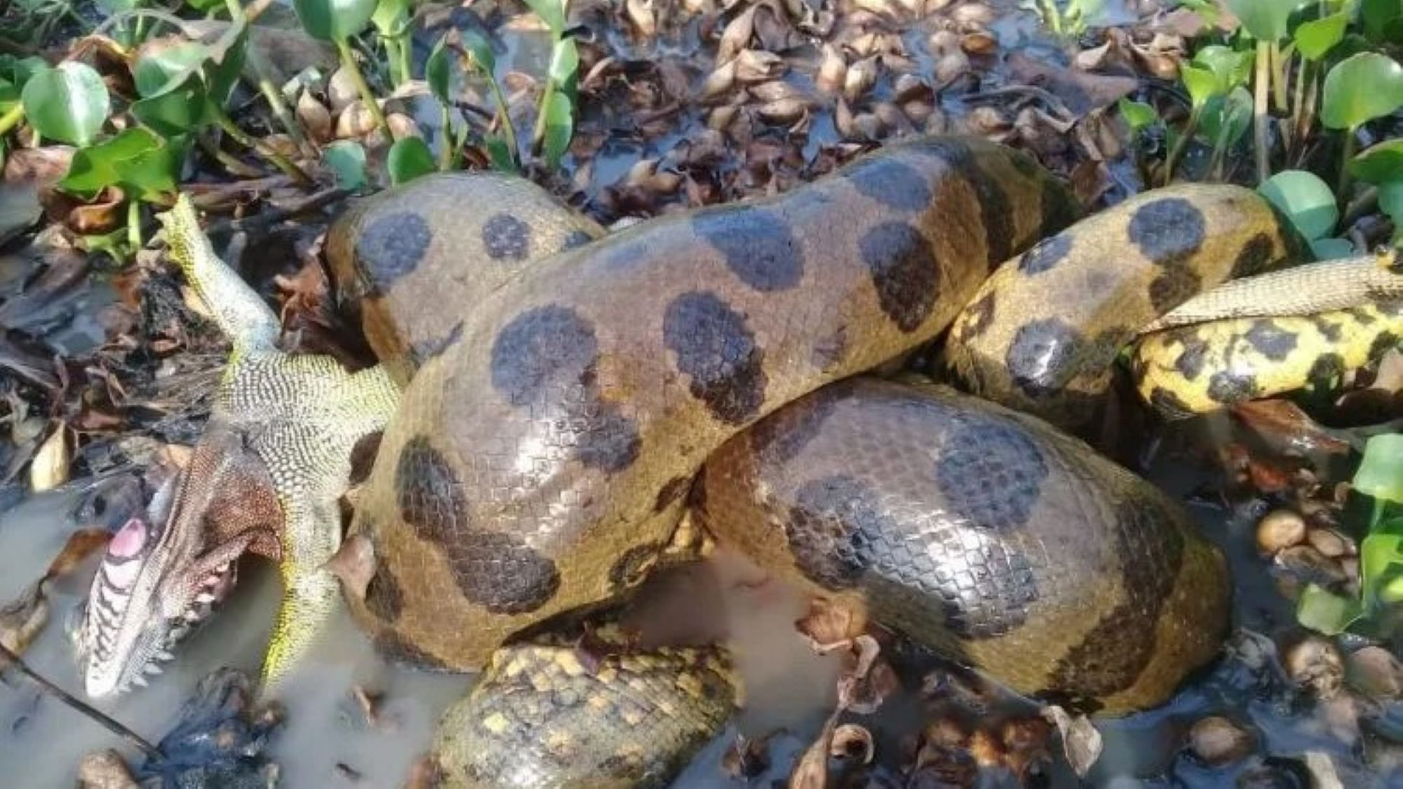 cum-am-gasit-anaconda-verde-nordica,-o-noua-specie-a-celui-mai-greu-sarpe-de-pe-pamant