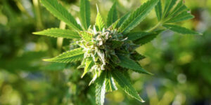 studiul-a-descoperit-o-legatura-intre-consumul-de-marijuana-si-bolile-cardiovasculare
