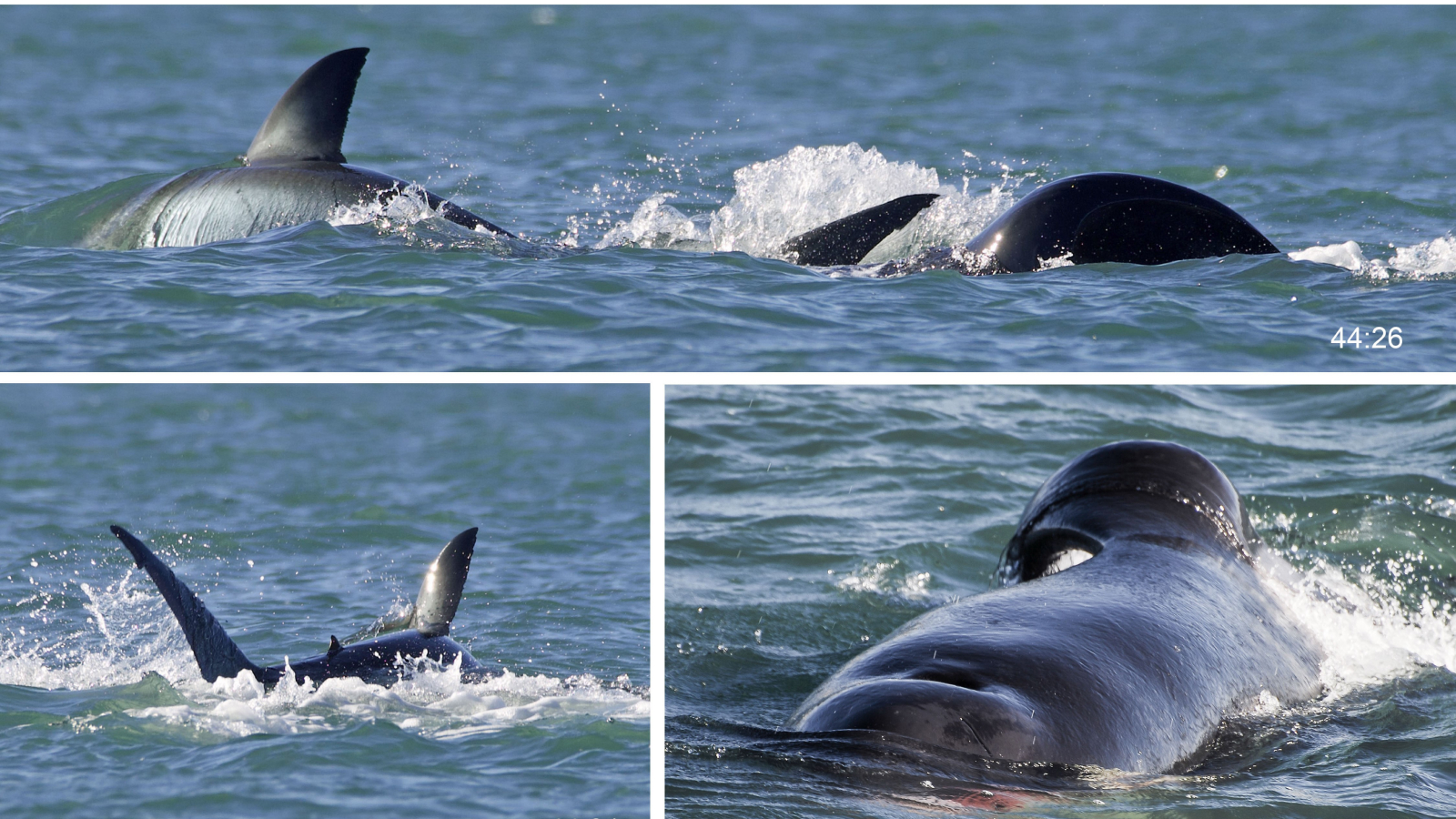 orca-singuratica-ucide-marele-rechin-alb-in-mai-putin-de-2-minute,-smulgandu-si-ficatul