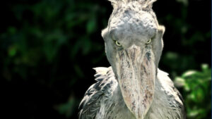 shoebill:-pasarea-africana-de-marime-umana-care-mananca-pui-de-crocodili-si-isi-ucide-fratii