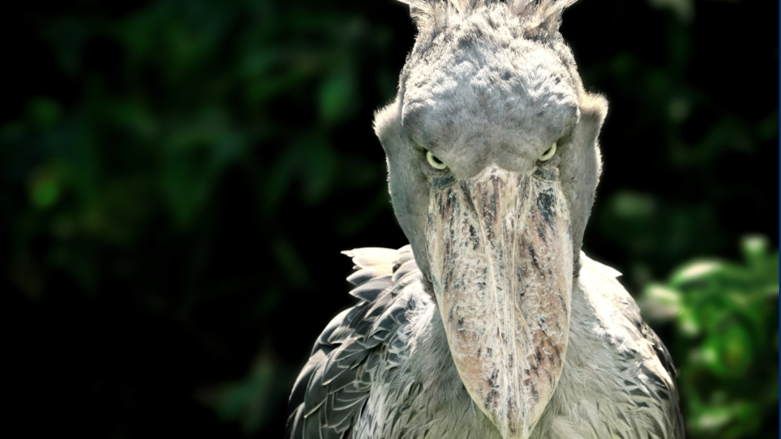 shoebill:-pasarea-africana-de-marime-umana-care-mananca-pui-de-crocodili-si-isi-ucide-fratii