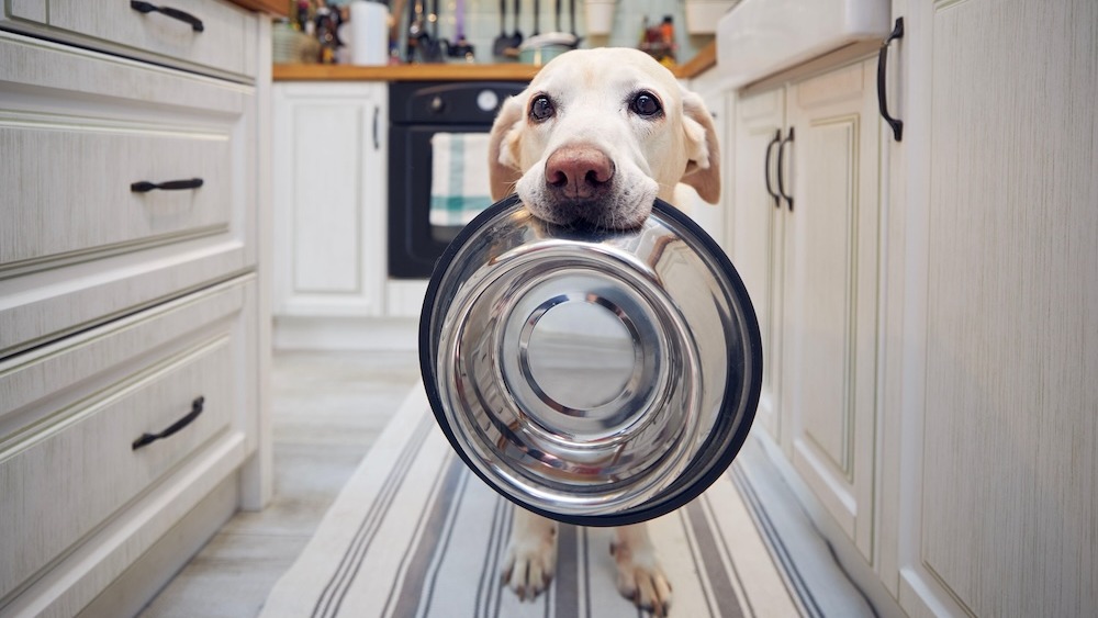 curiositatea-genetica-la-25%-dintre-retrieverii-labrador-poate-duce-la-supraalimentare,-obezitate